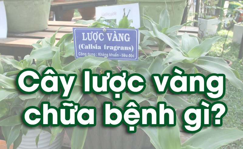 cay-luoc-vang-chua-benh-dau-dau-day